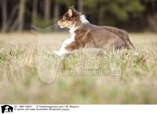 8 Wochen alter Australian Shepherd Rde / 8 weeks old male Australian Shepherd puppy / MW-19641