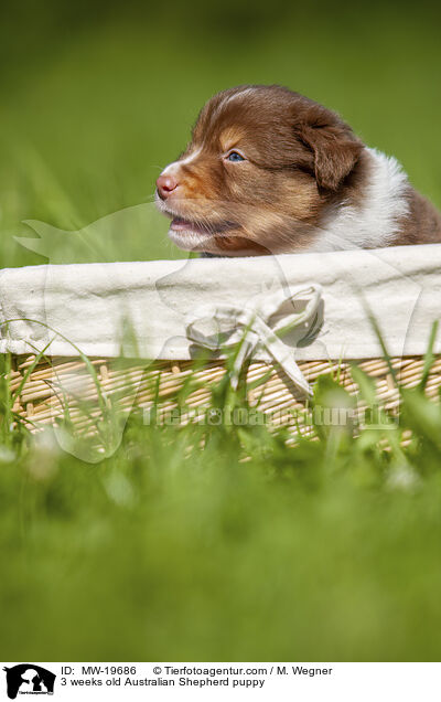 3 Wochen alter Australian Shepherd Welpe / 3 weeks old Australian Shepherd puppy / MW-19686