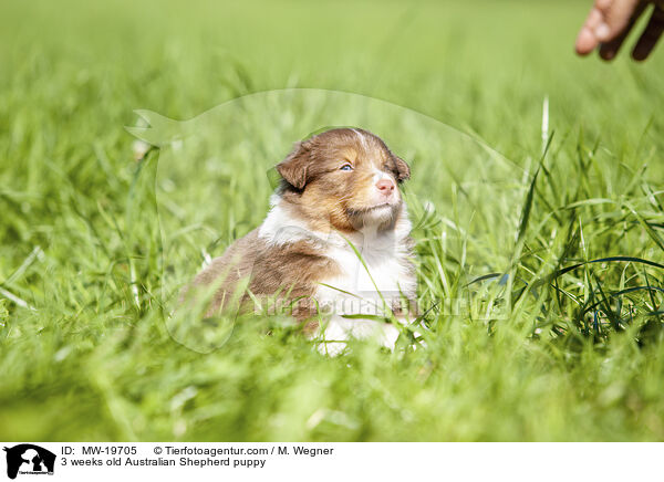 3 Wochen alter Australian Shepherd Welpe / 3 weeks old Australian Shepherd puppy / MW-19705