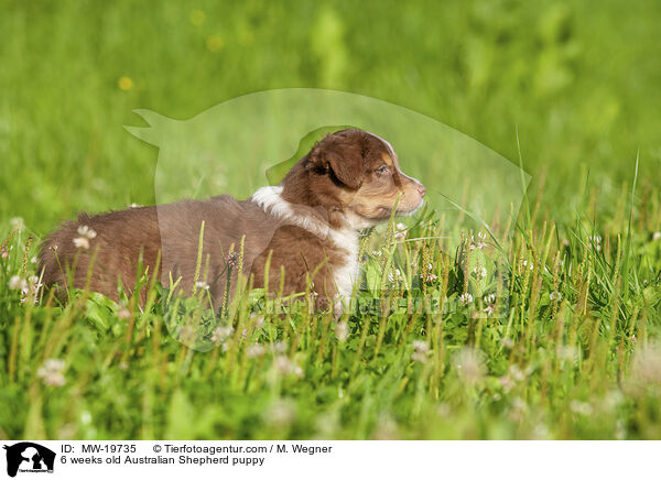 6 Wochen alter Australian Shepherd Welpe / 6 weeks old Australian Shepherd puppy / MW-19735