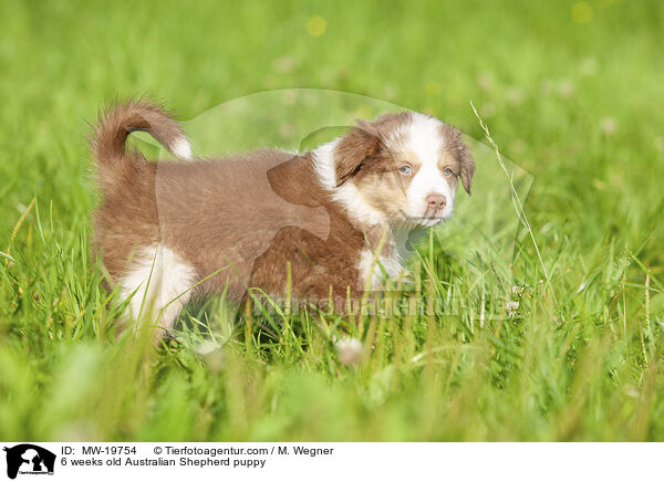 6 Wochen alter Australian Shepherd Welpe / 6 weeks old Australian Shepherd puppy / MW-19754