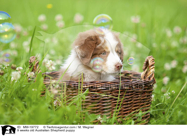 9 Wochen alter Australian Shepherd Welpe / 9 weeks old Australian Shepherd puppy / MW-19772