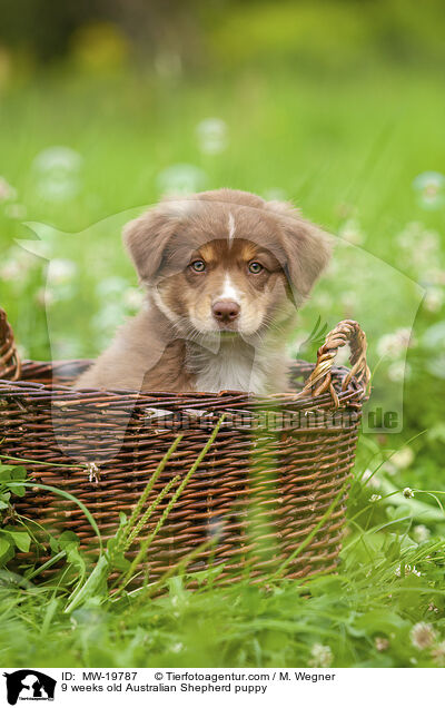 9 Wochen alter Australian Shepherd Welpe / 9 weeks old Australian Shepherd puppy / MW-19787
