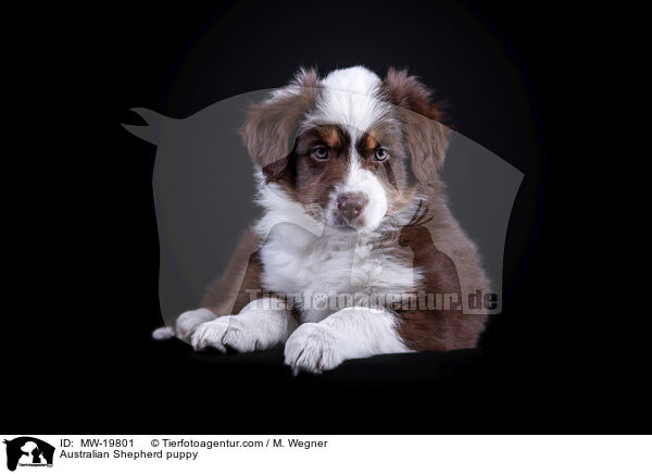 Australian Shepherd Welpe / Australian Shepherd puppy / MW-19801