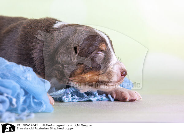 2 Wochen alter Australian Shepherd Welpe / 2 weeks old Australian Shepherd puppy / MW-19841