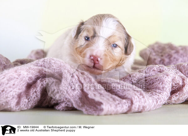 2 Wochen alter Australian Shepherd Welpe / 2 weeks old Australian Shepherd puppy / MW-19844