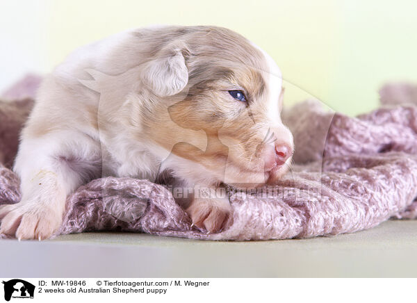 2 Wochen alter Australian Shepherd Welpe / 2 weeks old Australian Shepherd puppy / MW-19846