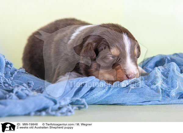 2 Wochen alter Australian Shepherd Welpe / 2 weeks old Australian Shepherd puppy / MW-19848