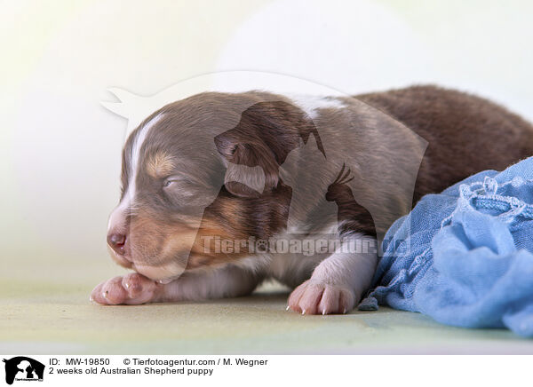 2 Wochen alter Australian Shepherd Welpe / 2 weeks old Australian Shepherd puppy / MW-19850