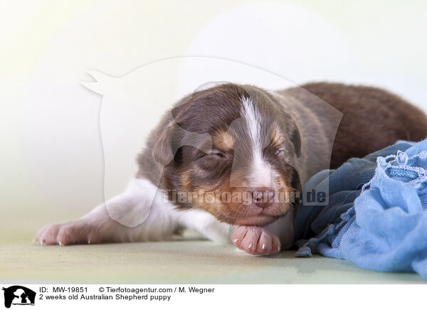 2 Wochen alter Australian Shepherd Welpe / 2 weeks old Australian Shepherd puppy / MW-19851