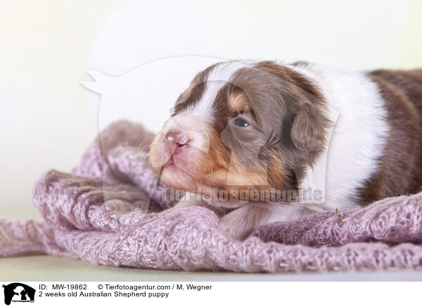 2 Wochen alter Australian Shepherd Welpe / 2 weeks old Australian Shepherd puppy / MW-19862