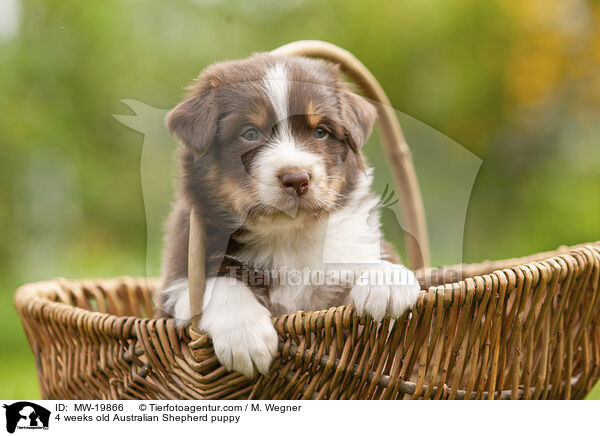 4 Wochen alter Australian Shepherd Welpe / 4 weeks old Australian Shepherd puppy / MW-19866