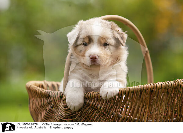 4 Wochen alter Australian Shepherd Welpe / 4 weeks old Australian Shepherd puppy / MW-19878