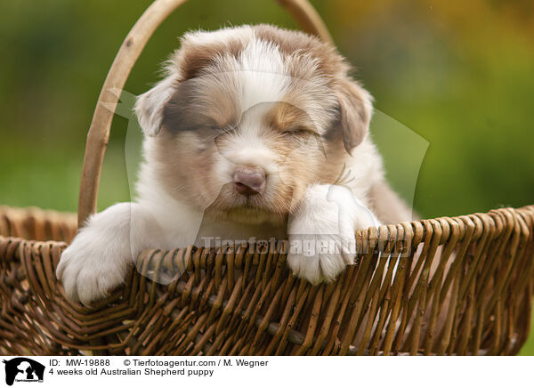 4 Wochen alter Australian Shepherd Welpe / 4 weeks old Australian Shepherd puppy / MW-19888