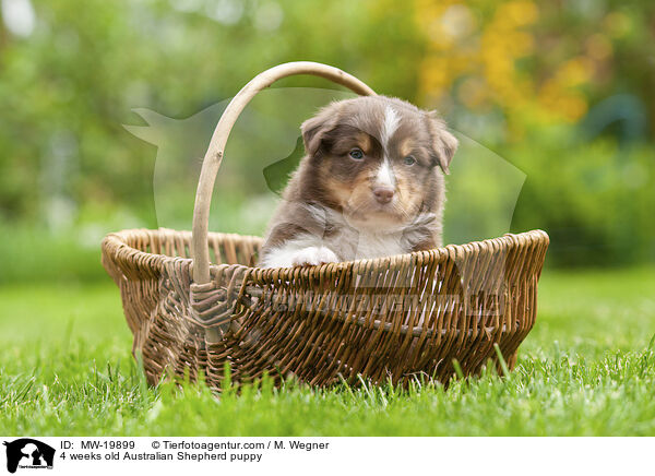 4 Wochen alter Australian Shepherd Welpe / 4 weeks old Australian Shepherd puppy / MW-19899