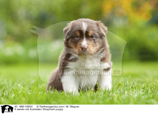 4 Wochen alter Australian Shepherd Welpe / 4 weeks old Australian Shepherd puppy / MW-19900