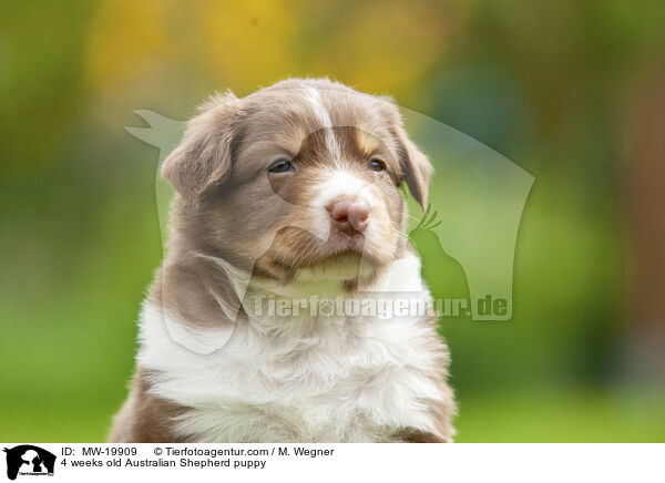 4 Wochen alter Australian Shepherd Welpe / 4 weeks old Australian Shepherd puppy / MW-19909