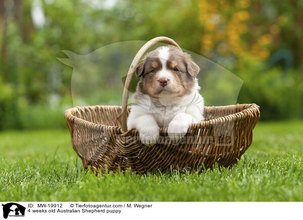 4 Wochen alter Australian Shepherd Welpe / 4 weeks old Australian Shepherd puppy / MW-19912