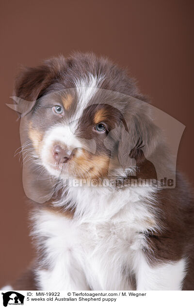 5 Wochen alter Australian Shepherd Welpe / 5 weeks old Australian Shepherd puppy / MW-19922