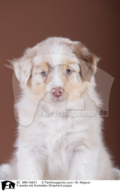 5 Wochen alter Australian Shepherd Welpe / 5 weeks old Australian Shepherd puppy / MW-19931