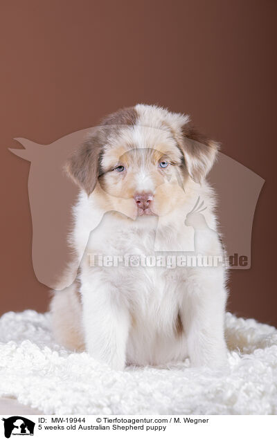 5 Wochen alter Australian Shepherd Welpe / 5 weeks old Australian Shepherd puppy / MW-19944