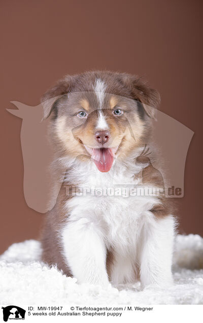 5 Wochen alter Australian Shepherd Welpe / 5 weeks old Australian Shepherd puppy / MW-19947