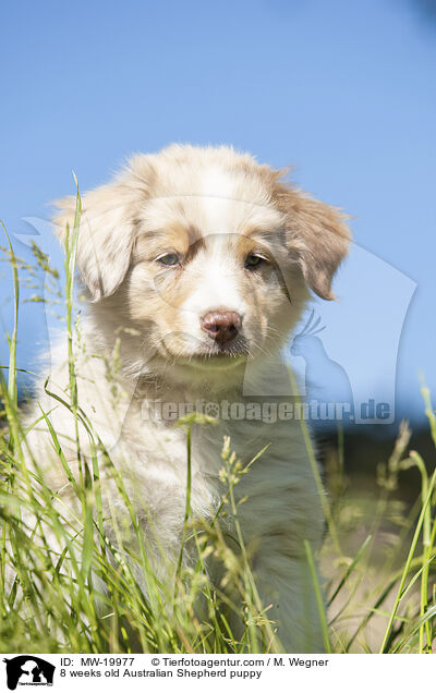 8 Wochen alter Australian Shepherd Welpe / 8 weeks old Australian Shepherd puppy / MW-19977