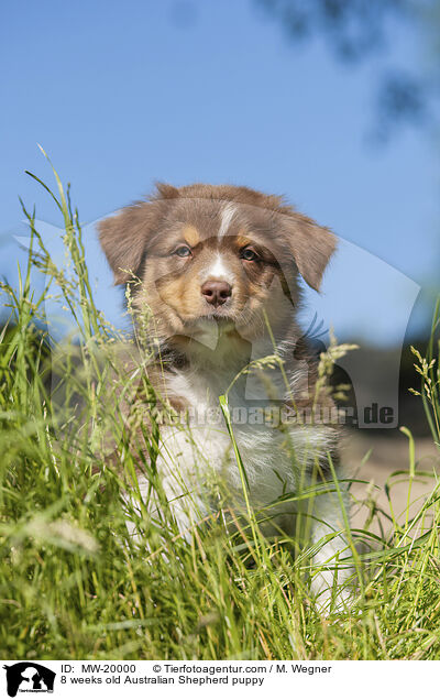 8 Wochen alter Australian Shepherd Welpe / 8 weeks old Australian Shepherd puppy / MW-20000
