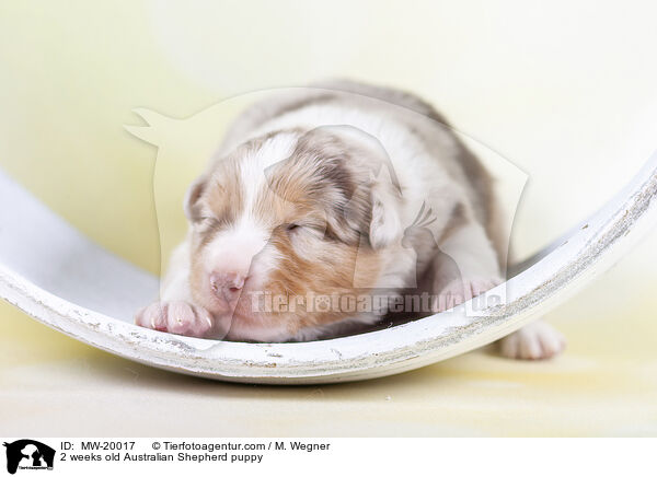 2 Wochen alter Australian Shepherd Welpe / 2 weeks old Australian Shepherd puppy / MW-20017