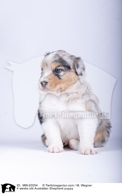 4 Wochen alter Australian Shepherd Welpe / 4 weeks old Australian Shepherd puppy / MW-20054