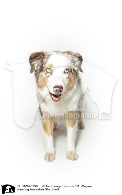 stehender Australian Shepherd / standing Australian Shepherd / MW-20250