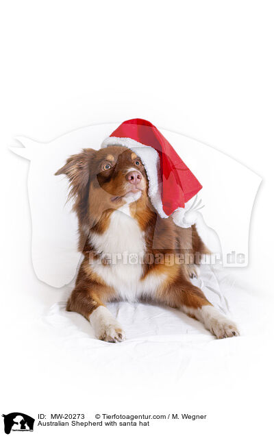 Australian Shepherd mit Weihnachtsmtze / Australian Shepherd with santa hat / MW-20273