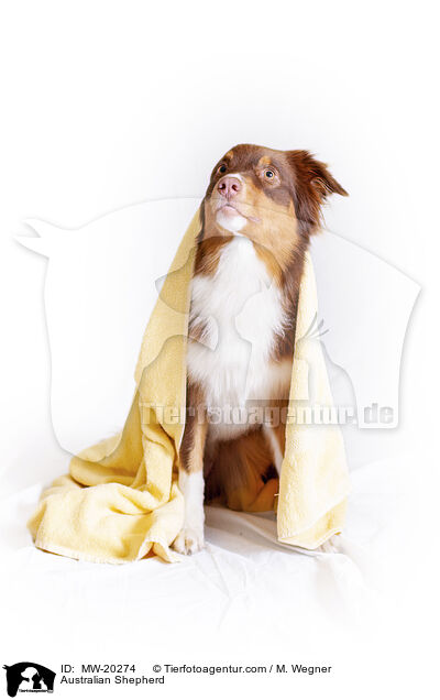 Australian Shepherd / Australian Shepherd / MW-20274