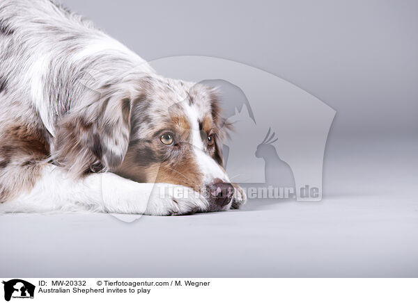 Australian Shepherd fordert zum Spiel auf / Australian Shepherd invites to play / MW-20332