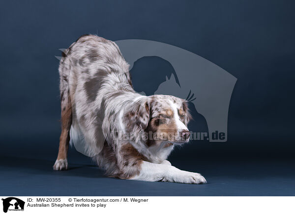 Australian Shepherd fordert zum Spiel auf / Australian Shepherd invites to play / MW-20355