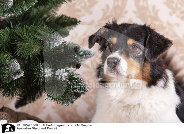 Australian Shepherd Portrait / Australian Shepherd Portrait / MW-20509