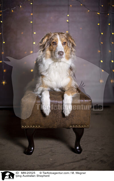 liegender Australian Shepherd / lying Australian Shepherd / MW-20525