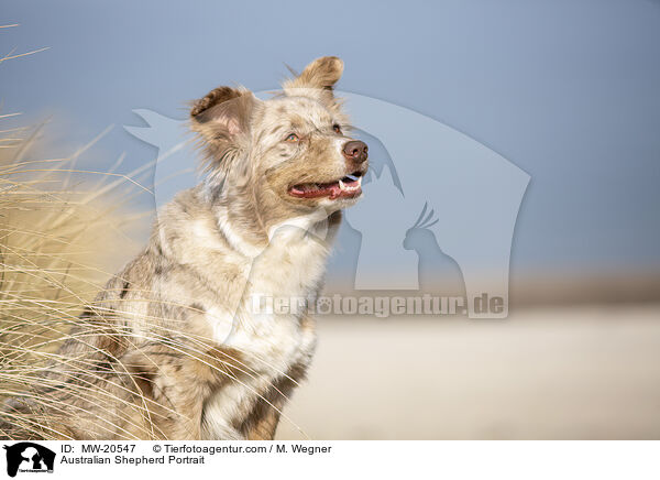 Australian Shepherd Portrait / Australian Shepherd Portrait / MW-20547