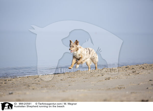 Australian Shepherd rennt am Strand / Australian Shepherd running on the beach / MW-20581