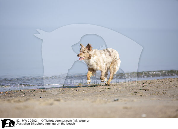 Australian Shepherd rennt am Strand / Australian Shepherd running on the beach / MW-20582
