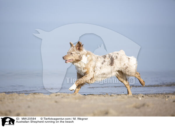 Australian Shepherd rennt am Strand / Australian Shepherd running on the beach / MW-20584