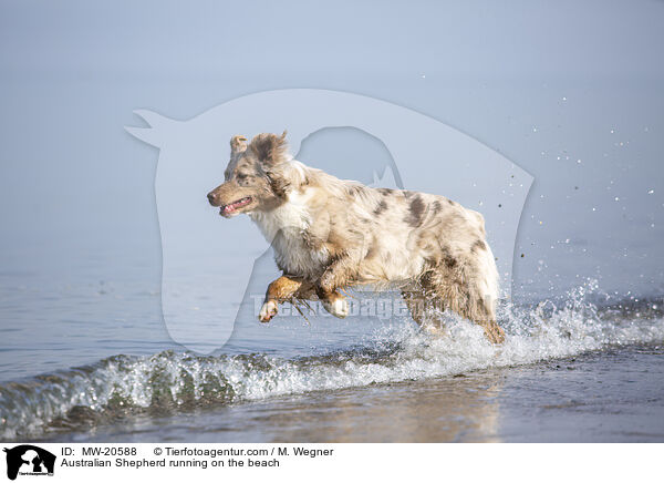 Australian Shepherd rennt am Strand / Australian Shepherd running on the beach / MW-20588