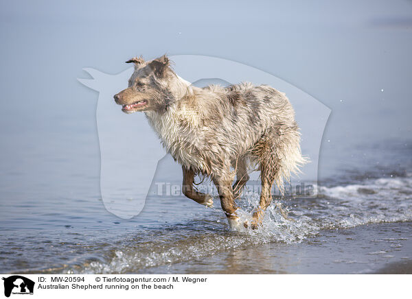 Australian Shepherd rennt am Strand / Australian Shepherd running on the beach / MW-20594