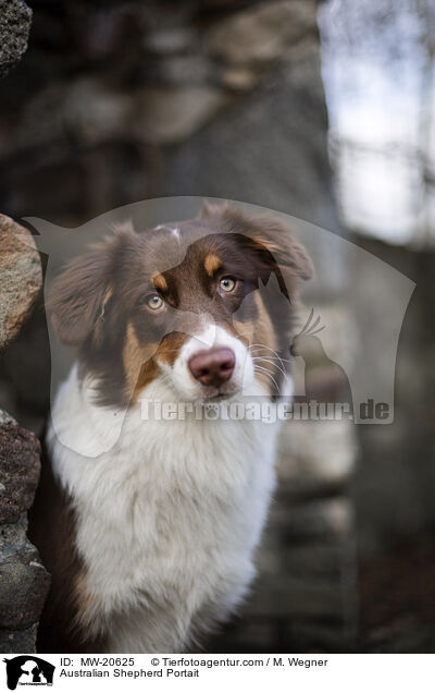Australian Shepherd Portrait / Australian Shepherd Portait / MW-20625