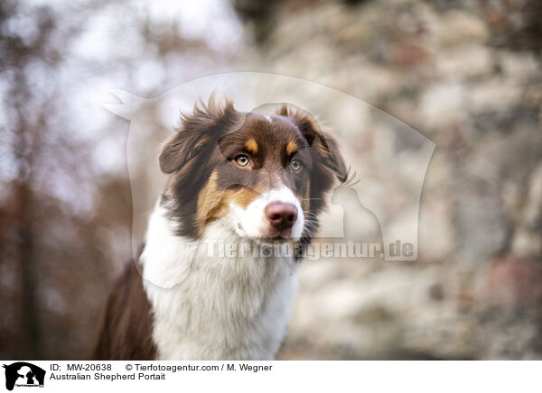 Australian Shepherd Portrait / Australian Shepherd Portait / MW-20638