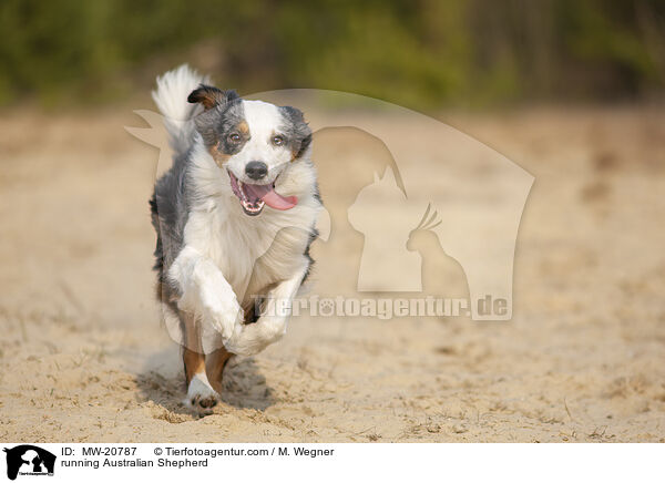 rennender Australian Shepherd / running Australian Shepherd / MW-20787
