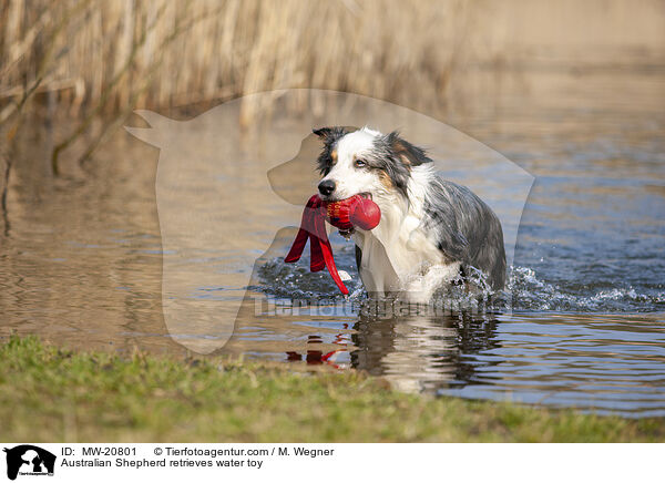 Australian Shepherd apportiert Wasserspielzeug / Australian Shepherd retrieves water toy / MW-20801