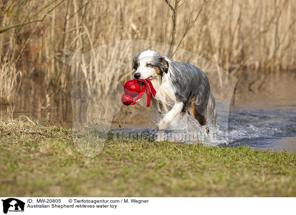 Australian Shepherd apportiert Wasserspielzeug / Australian Shepherd retrieves water toy / MW-20805