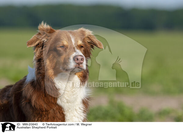 Australian Shepherd Portrait / Australian Shepherd Portrait / MW-20840