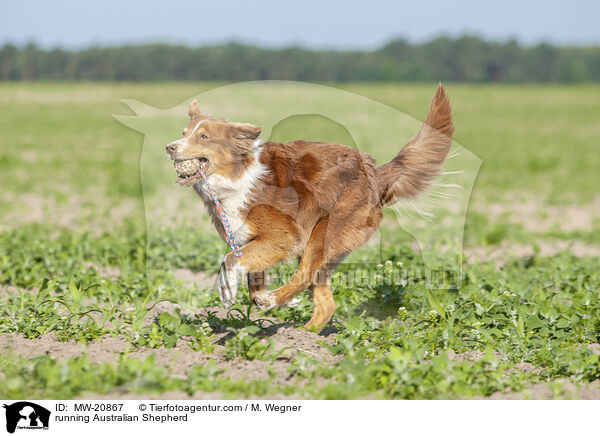 rennender Australian Shepherd / running Australian Shepherd / MW-20867